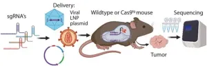 The double-edge sword of CRISPR application for in vivo studies