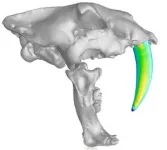 The double-fanged adolescence of saber-toothed cats 3