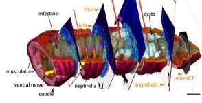 The earthworm in new light