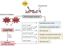 The emerging role of (p)ppGpp in DNA repair and associated bacterial survival against fluoroquinolones