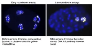 The enigma of embryonic development: How certain animals trim their genomes