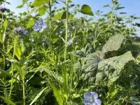 The EU could mitigate climate change equivalent to 13% of its agricultural greenhouse gas emissions by planting cover crops on bare soil before maize