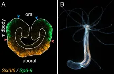 The evolution of axial patterning