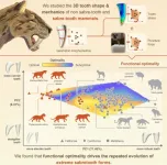 The extreme teeth of sabre-toothed predators were ‘optimal’ for biting into prey, new study reveals