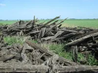 The Fens of eastern England once held vast woodlands, study finds