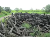 The Fens of eastern England once held vast woodlands, study finds 2