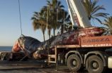 The fin whale, under more threat in the Mediterranean than thought