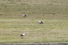 The fine nose of storks