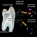 The first comprehensive single-cell atlas of human teeth