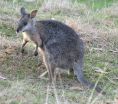 The first kangaroo genome sequence