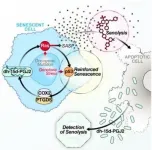 The first non-invasive biomarker to track and verify efficacy of senolytic drugs