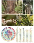 The first report on telomere-to-telomere gap-free reference genome of wild blueberry (Vaccinium duclouxii)