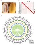 The first semi-wild-type melon T2T genome assembled by Zhengzhou Fruit Research Institute, Chinese Academy of Agricultural Sciences, and China Agricultural University