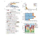 The first semi-wild-type melon T2T genome assembled by Zhengzhou Fruit Research Institute, Chinese Academy of Agricultural Sciences, and China Agricultural University 2