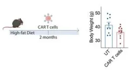 The fountain of youth is … a T cell? 2