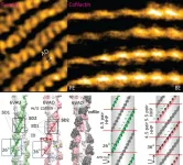 The functions of actin-binding proteins are regulated by the flexibility and specific helical twists of actin filaments