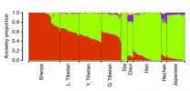 The genetic origins of high-altitude adaptations in Tibetans 3