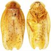 The giant cockroach genus Pseudophoraspis expands to the north with 3 new species