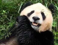 The giant pandas mystery revealed