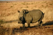 The heat is on: UMass Amherst scientists discover southern Africa’s temps will rise past the rhinos’ tolerance