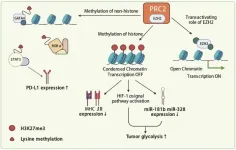 The heightened importance of EZH2 in cancer immunotherapy