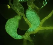 The hidden cost of sperm storage: Ejaculates found to deteriorate across the animal kingdom