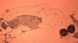 The hidden cost of sperm storage: Ejaculates found to deteriorate across the animal kingdom 2