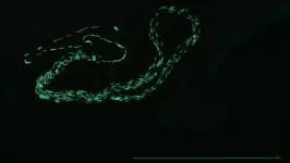 The hidden cost of sperm storage: Ejaculates found to deteriorate across the animal kingdom 3