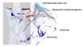 The hidden identity of leukemia