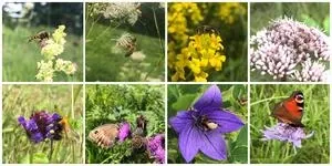 The long wait for bees to return to restored grasslands 2