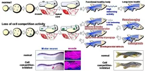 The longevity factor Foxo3 mediates “unfit” cell elimination to ensure healthy body construction