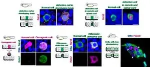 The longevity factor Foxo3 mediates “unfit” cell elimination to ensure healthy body construction 2