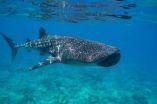 The Maldives and the whale shark: The worlds biggest fish adds value to paradise