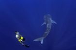 The Maldives and the whale shark: The world's biggest fish adds value to paradise 2