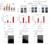 The mechanism of SlWRKY80 participating in salt alkali stress through its involvement in JA metabolic pathway