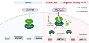 The mechanism of SlWRKY80 participating in salt alkali stress through its involvement in JA metabolic pathway 2