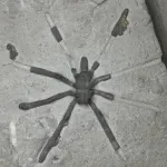 The modern sea spider had started to diversify by the Jurassic, study finds