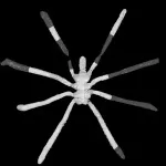 The modern sea spider had started to diversify by the Jurassic, study finds 3