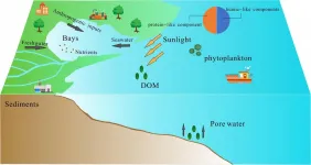 The molecular characteristics of the dissolved organic matter pool in a eutrophic coastal bay