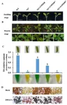 The molecular shield: how tea plants combat drought through protein phosphorylation