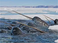 The narwhals tusk reveals its past living conditions