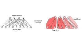 The nervous system’s matchmaker