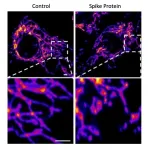 The novel coronavirus spike protein plays additional key role in illness