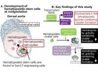 The origins of blood: Researchers identify a gene critical to blood production