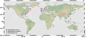 The parasitic dinoflagellate Hematodinium infects marine crustaceans