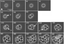 The physics behind tumor growth