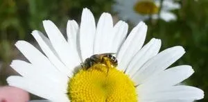 The plants you need to keep bees on a healthy diet have been revealed 2