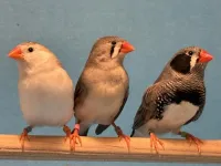 The power of face time: Insights from zebra finch courtship