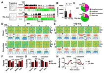 The powerhouse of the future: Artificial cells 2