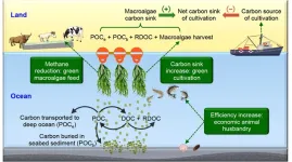 The predicted average annual net carbon sink of Gracilaria cultivation in China from 2021 to 2030 may double that of the last ten years